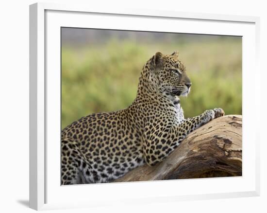 Leopard (Panthera Pardus), Samburu National Reserve, Kenya, East Africa, Africa-James Hager-Framed Photographic Print