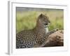 Leopard (Panthera Pardus), Samburu National Reserve, Kenya, East Africa, Africa-James Hager-Framed Photographic Print