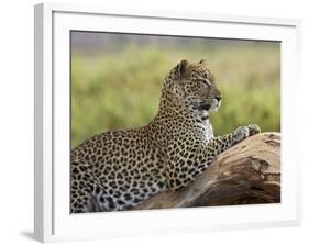 Leopard (Panthera Pardus), Samburu National Reserve, Kenya, East Africa, Africa-James Hager-Framed Photographic Print