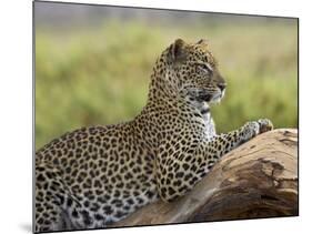 Leopard (Panthera Pardus), Samburu National Reserve, Kenya, East Africa, Africa-James Hager-Mounted Photographic Print
