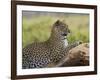 Leopard (Panthera Pardus), Samburu National Reserve, Kenya, East Africa, Africa-James Hager-Framed Photographic Print