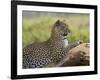 Leopard (Panthera Pardus), Samburu National Reserve, Kenya, East Africa, Africa-James Hager-Framed Photographic Print