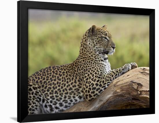 Leopard (Panthera Pardus), Samburu National Reserve, Kenya, East Africa, Africa-James Hager-Framed Photographic Print