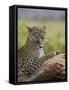 Leopard (Panthera Pardus), Samburu National Reserve, Kenya, East Africa, Africa-James Hager-Framed Stretched Canvas