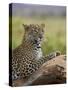 Leopard (Panthera Pardus), Samburu National Reserve, Kenya, East Africa, Africa-James Hager-Stretched Canvas