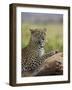 Leopard (Panthera Pardus), Samburu National Reserve, Kenya, East Africa, Africa-James Hager-Framed Photographic Print