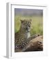 Leopard (Panthera Pardus), Samburu National Reserve, Kenya, East Africa, Africa-James Hager-Framed Photographic Print