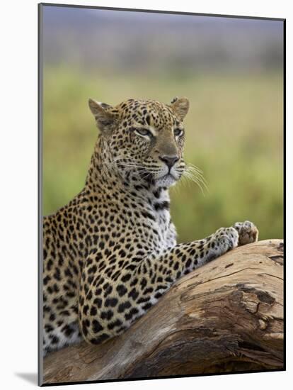 Leopard (Panthera Pardus), Samburu National Reserve, Kenya, East Africa, Africa-James Hager-Mounted Photographic Print