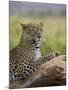 Leopard (Panthera Pardus), Samburu National Reserve, Kenya, East Africa, Africa-James Hager-Mounted Photographic Print