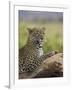 Leopard (Panthera Pardus), Samburu National Reserve, Kenya, East Africa, Africa-James Hager-Framed Photographic Print