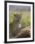 Leopard (Panthera Pardus), Samburu National Reserve, Kenya, East Africa, Africa-James Hager-Framed Photographic Print