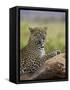 Leopard (Panthera Pardus), Samburu National Reserve, Kenya, East Africa, Africa-James Hager-Framed Stretched Canvas