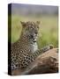 Leopard (Panthera Pardus), Samburu National Reserve, Kenya, East Africa, Africa-James Hager-Stretched Canvas