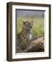 Leopard (Panthera Pardus), Samburu National Reserve, Kenya, East Africa, Africa-James Hager-Framed Photographic Print