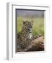 Leopard (Panthera Pardus), Samburu National Reserve, Kenya, East Africa, Africa-James Hager-Framed Photographic Print