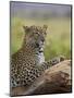 Leopard (Panthera Pardus), Samburu National Reserve, Kenya, East Africa, Africa-James Hager-Mounted Photographic Print