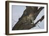 Leopard (Panthera Pardus), Serengeti National Park, Tanzania, East Africa, Africa-James Hager-Framed Photographic Print