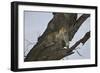 Leopard (Panthera Pardus), Serengeti National Park, Tanzania, East Africa, Africa-James Hager-Framed Photographic Print