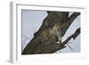 Leopard (Panthera Pardus), Serengeti National Park, Tanzania, East Africa, Africa-James Hager-Framed Photographic Print