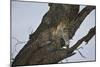 Leopard (Panthera Pardus), Serengeti National Park, Tanzania, East Africa, Africa-James Hager-Mounted Photographic Print