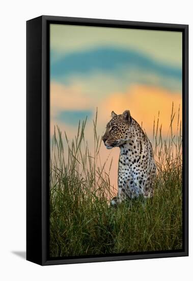 Leopard (Panthera Pardus), Serengeti National Park, Tanzania-null-Framed Stretched Canvas