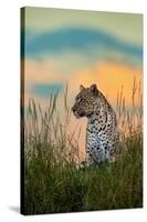 Leopard (Panthera Pardus), Serengeti National Park, Tanzania-null-Stretched Canvas