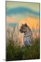 Leopard (Panthera Pardus), Serengeti National Park, Tanzania-null-Mounted Photographic Print