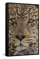 Leopard (Panthera pardus), Seronera, Serengeti National Park, Tanzania, East Africa, Africa-Sergio Pitamitz-Framed Stretched Canvas