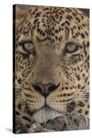 Leopard (Panthera pardus), Seronera, Serengeti National Park, Tanzania, East Africa, Africa-Sergio Pitamitz-Stretched Canvas