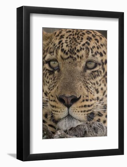 Leopard (Panthera pardus), Seronera, Serengeti National Park, Tanzania, East Africa, Africa-Sergio Pitamitz-Framed Photographic Print