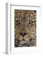 Leopard (Panthera pardus), Seronera, Serengeti National Park, Tanzania, East Africa, Africa-Sergio Pitamitz-Framed Photographic Print