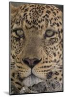 Leopard (Panthera pardus), Seronera, Serengeti National Park, Tanzania, East Africa, Africa-Sergio Pitamitz-Mounted Photographic Print