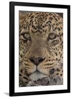 Leopard (Panthera pardus), Seronera, Serengeti National Park, Tanzania, East Africa, Africa-Sergio Pitamitz-Framed Photographic Print