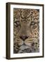 Leopard (Panthera pardus), Seronera, Serengeti National Park, Tanzania, East Africa, Africa-Sergio Pitamitz-Framed Photographic Print