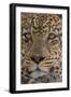 Leopard (Panthera pardus), Seronera, Serengeti National Park, Tanzania, East Africa, Africa-Sergio Pitamitz-Framed Photographic Print