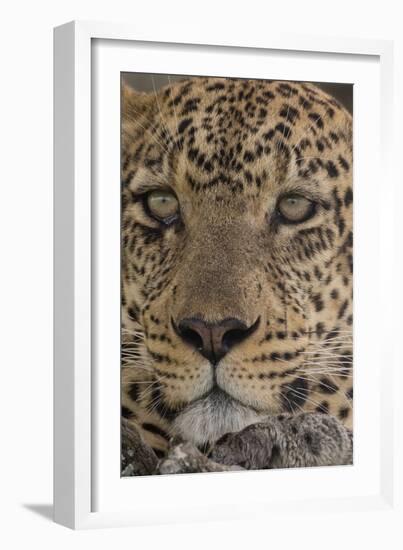 Leopard (Panthera pardus), Seronera, Serengeti National Park, Tanzania, East Africa, Africa-Sergio Pitamitz-Framed Photographic Print