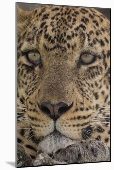 Leopard (Panthera pardus), Seronera, Serengeti National Park, Tanzania, East Africa, Africa-Sergio Pitamitz-Mounted Photographic Print