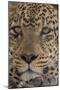 Leopard (Panthera pardus), Seronera, Serengeti National Park, Tanzania, East Africa, Africa-Sergio Pitamitz-Mounted Photographic Print