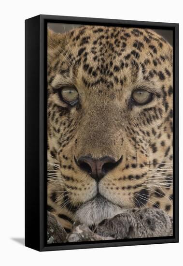 Leopard (Panthera pardus), Seronera, Serengeti National Park, Tanzania, East Africa, Africa-Sergio Pitamitz-Framed Stretched Canvas