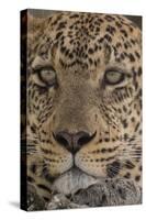 Leopard (Panthera pardus), Seronera, Serengeti National Park, Tanzania, East Africa, Africa-Sergio Pitamitz-Stretched Canvas