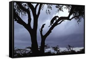 Leopard (Panthera pardus) Silhoutte of male in tree - Masai Mara, Kenya-Fritz Polking-Framed Stretched Canvas