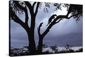 Leopard (Panthera pardus) Silhoutte of male in tree - Masai Mara, Kenya-Fritz Polking-Stretched Canvas