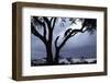 Leopard (Panthera pardus) Silhoutte of male in tree - Masai Mara, Kenya-Fritz Polking-Framed Photographic Print