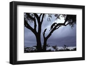 Leopard (Panthera pardus) Silhoutte of male in tree - Masai Mara, Kenya-Fritz Polking-Framed Photographic Print