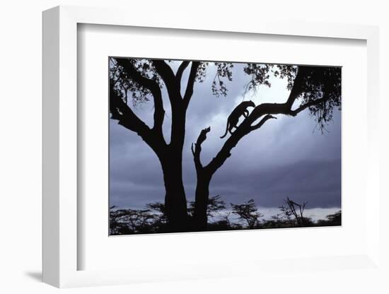 Leopard (Panthera pardus) Silhoutte of male in tree - Masai Mara, Kenya-Fritz Polking-Framed Photographic Print