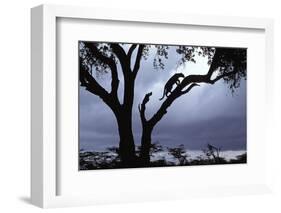 Leopard (Panthera pardus) Silhoutte of male in tree - Masai Mara, Kenya-Fritz Polking-Framed Photographic Print