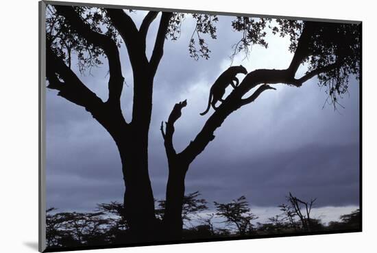 Leopard (Panthera pardus) Silhoutte of male in tree - Masai Mara, Kenya-Fritz Polking-Mounted Photographic Print