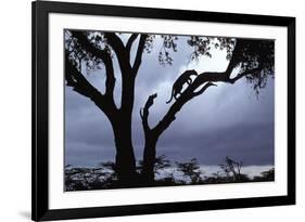 Leopard (Panthera pardus) Silhoutte of male in tree - Masai Mara, Kenya-Fritz Polking-Framed Photographic Print