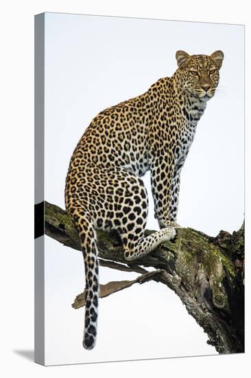 Leopard (Panthera Pardus) Sitting on a Tree, Ndutu, Ngorongoro Conservation Area, Tanzania-null-Stretched Canvas