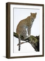 Leopard (Panthera Pardus) Sitting on a Tree, Ndutu, Ngorongoro Conservation Area, Tanzania-null-Framed Photographic Print